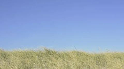 Dune grass blowing in wind. Cape Cod. Stock Footage 55912073