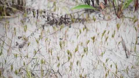 Dune grass blowing in wind overcast after storm Video stock 75770311