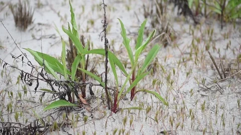 Dune grass blowing in wind overcast after storm Stock Footage 75770371
