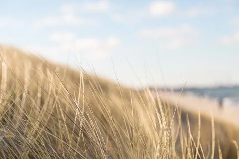 Dune grass blowing in the wind Stock Photos