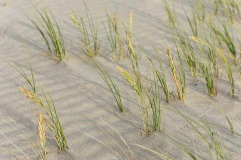 Dune Grass Blowing In Wind On Rippled Sand Stock Photos