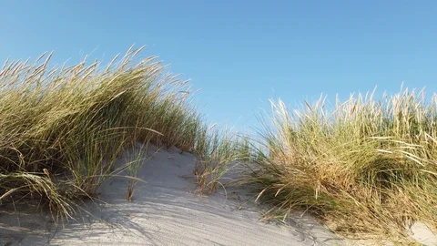 Dune grass with a blue sky in summer Stock Footage 114427183