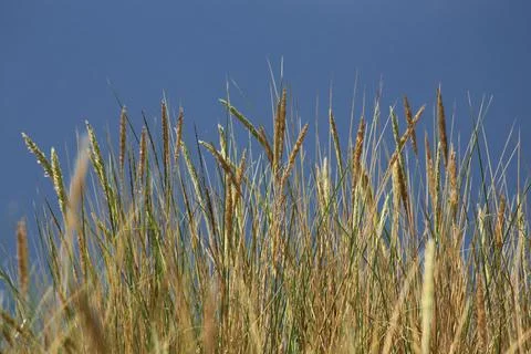 Dune grass closeup against deep blue sky Stock Photos