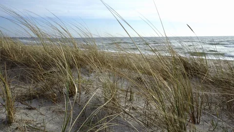 Dune grass on a flat dune on the beach Close up in the wind on a stormy day Vídeo Stock 128985873