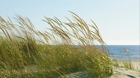 Dune Grass Vidéo 48864832