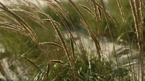 Dune grass Stock Footage 48866190