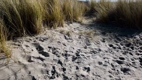 Dune grass Stock Footage 103959811