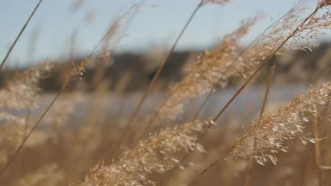 Dune grass Stockbeeldmateriaal 237753994
