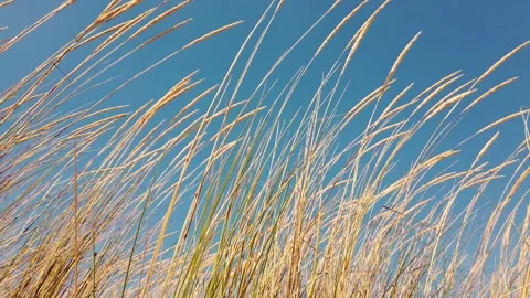 Dune grass is gentlying in the wind With blue sky in background Stock Footage 132528243