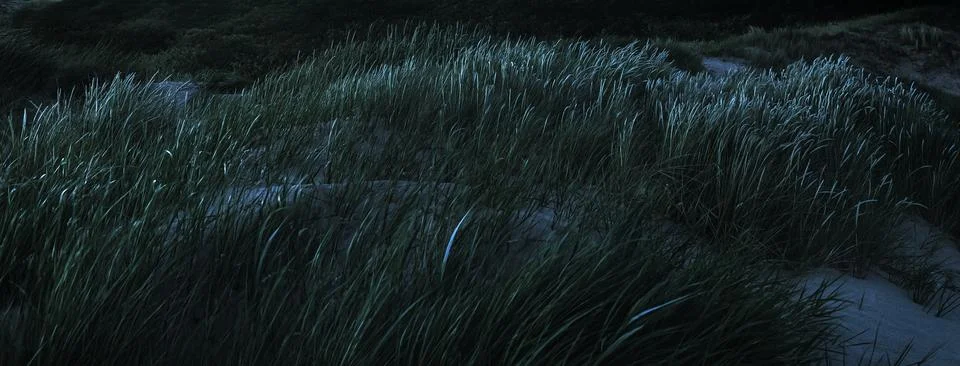 Dune Grass Grows In The Dark Stock Photos