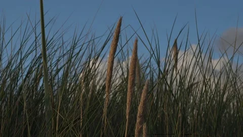 Dune grass is moving in the wind 库存影片 149266614