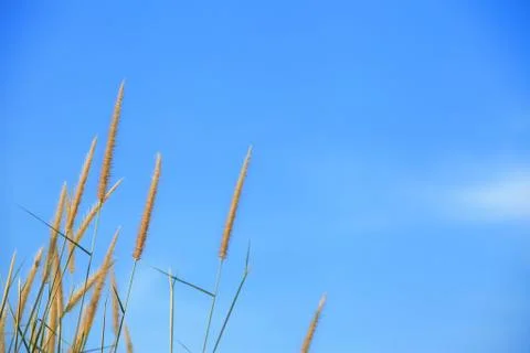 Dune grass Stock Photos
