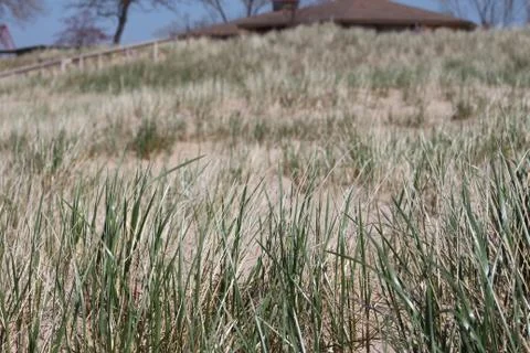 Dune Grass Foto stock