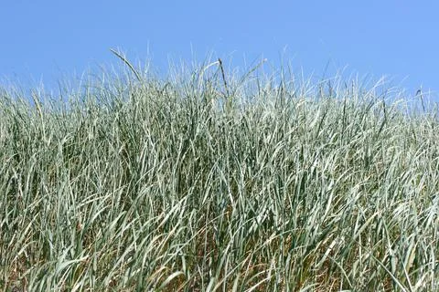 Dune grass Stock Photos