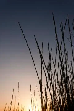 Dune grass silhouette at sunset Stock Photos