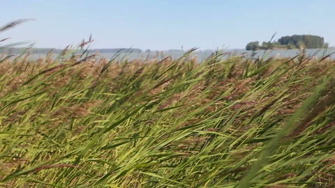 Dune grass in Sleeping Bear Dunes National Lakeshore, Michigan Stock Footage 114104951