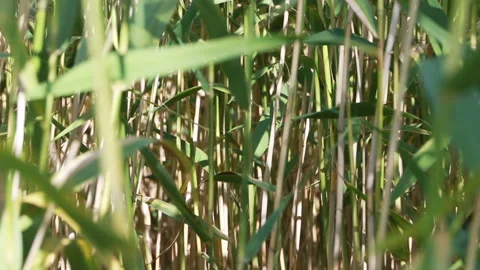 Dune grass in Sleeping Bear Dunes National Lakeshore, Michigan Stock Footage 114105125