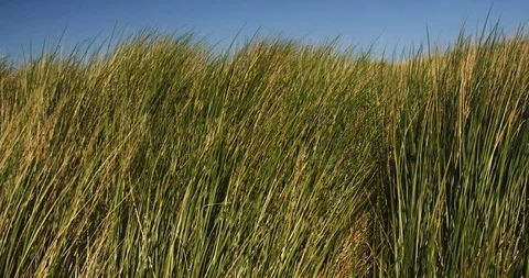 Dune Grass on a Summer Day with Blue Sky Stock Footage 99888699