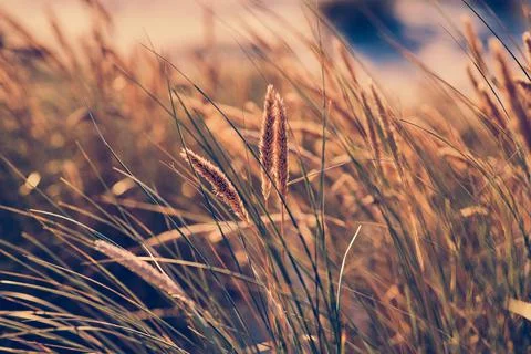 Dune Grass in sunset light at the beach Stock Photos