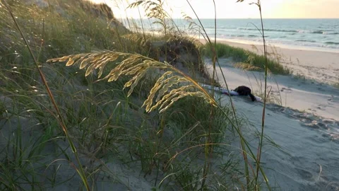 Dune grass sways gently in breeze on sandy beach with ocean waves in backgr.. Stock Footage 337411010