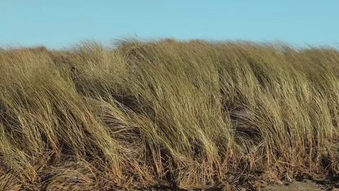 Dune grass waving in breeze at head of beach Stock Footage 73337554