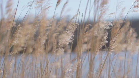 Dune grass waving in the wind Stockbeeldmateriaal 237754316