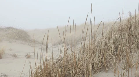Dune grass waving in wind at seaside Stock Footage 37218256