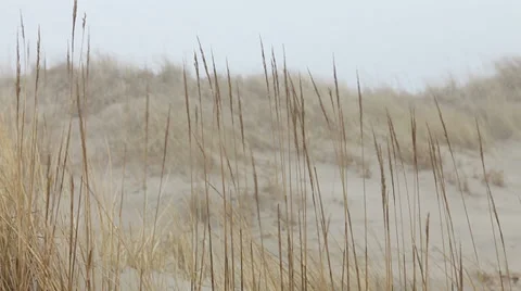 Dune grass waving in wind at seaside Stock Footage 37218450