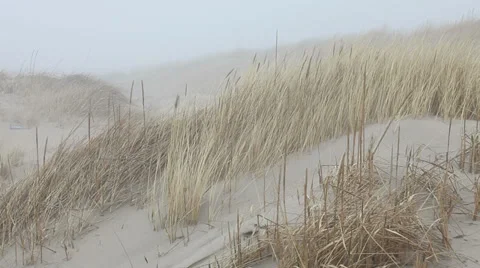 Dune grass waving in wind at seaside Stock Footage 37218637