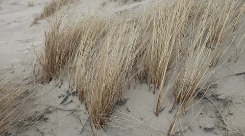 Dune grass waving in wind at seaside Stock Footage 37220401