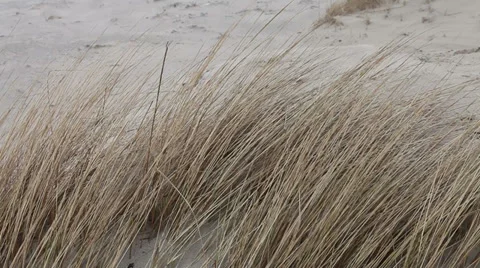 Dune grass waving in wind at seaside_close up Stock Footage 37219007