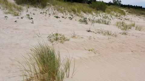 Dune grass in white sandy beach Stock Footage 116494832