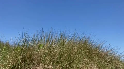 Dune grass in the wind blue sky background 動画素材 154952186