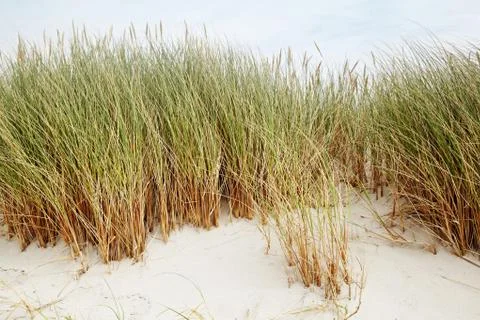 Dune grass in the wind 写真素材
