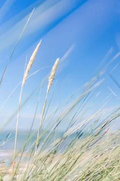 Dune grass in the wind Stock Photos