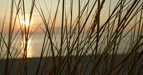 Dune grasses, evening light, sunset, abstract, tracking shot Stock Footage 115621551