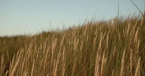 Dune grasses, evening light, sunset, abstract, tracking shot Stock Footage 115622464