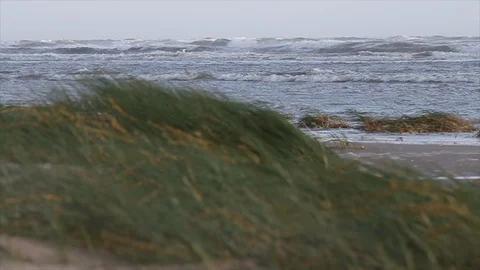 Dune grasses Video stock 116911913