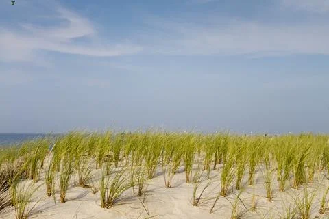 Dune grasses Stock Photos
