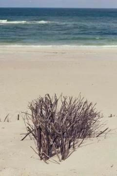 Dune grasses at the seashore Stock Photos