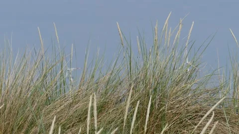 Dune grasses in the wind, Germany Video stock 263112503