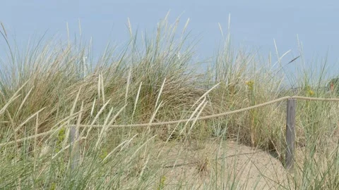 Dune grasses in the wind, Germany Stock Footage 263112531