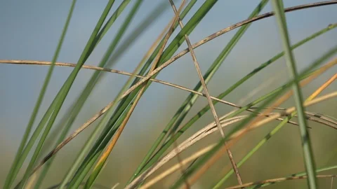 Dune landscape with beach grass, close up, Thy National Park Stock Footage 118462420