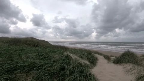 Dune landscape with beach grass, North Sea Stock Footage 118222084