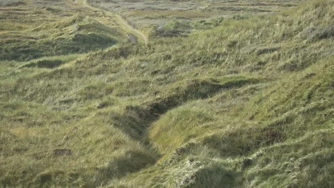 Dune landscape with beach grass, Thy National Park Stock Footage 118462503