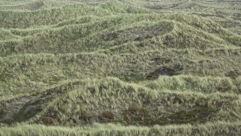 Dune landscape with beach grass, Thy National Park Stock Footage 118462750