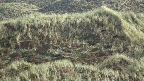 Dune landscape with beach grass, Thy National Park Stock Footage 118462847
