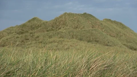 Dune landscape with beach grass, Thy National Park Stock Footage 118463024