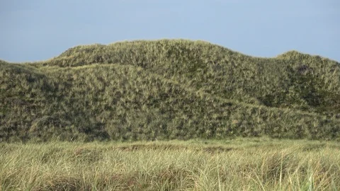 Dune landscape with beach grass, Thy National Park Stock Footage 118463103