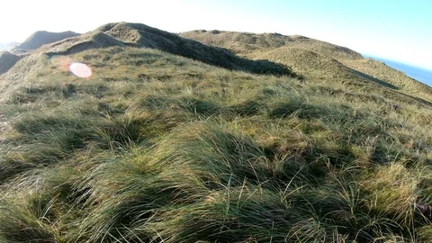 Dune landscape with marram grass, pan, Thy National Park Stock Footage 118245383